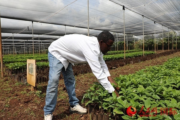 農(nóng)場協(xié)調(diào)員艾哈邁德·耶曼正在檢查咖啡幼苗。人民網(wǎng)記者 沈小曉攝