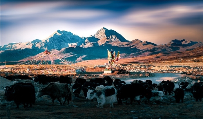 雅拉雪山上的牦牛群。蕭旺擺攝