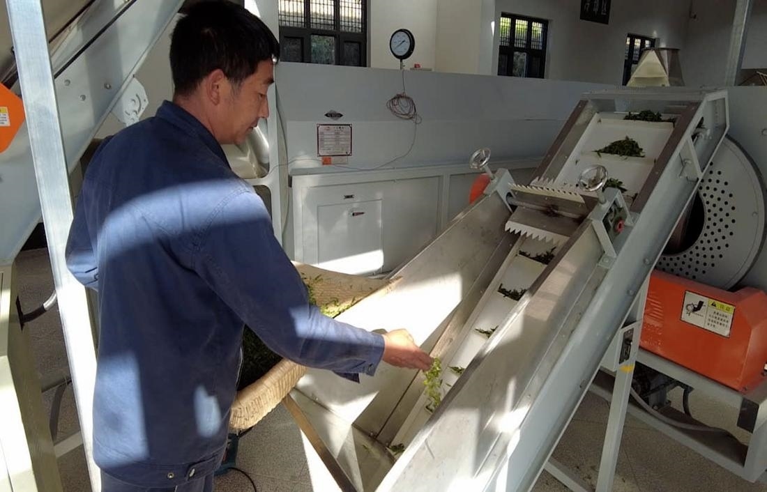  茶廠工人正在查看茶青質量。 受訪者供圖