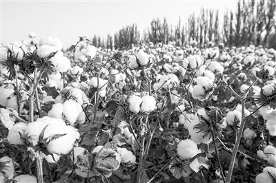 圖為新疆阿克蘇棉田。新研究揭示了GhEXL3基因調(diào)控棉纖維伸長的分子機(jī)制，為棉纖維品質(zhì)遺傳改良提供了重要理論依據(jù)。視覺中國供圖
