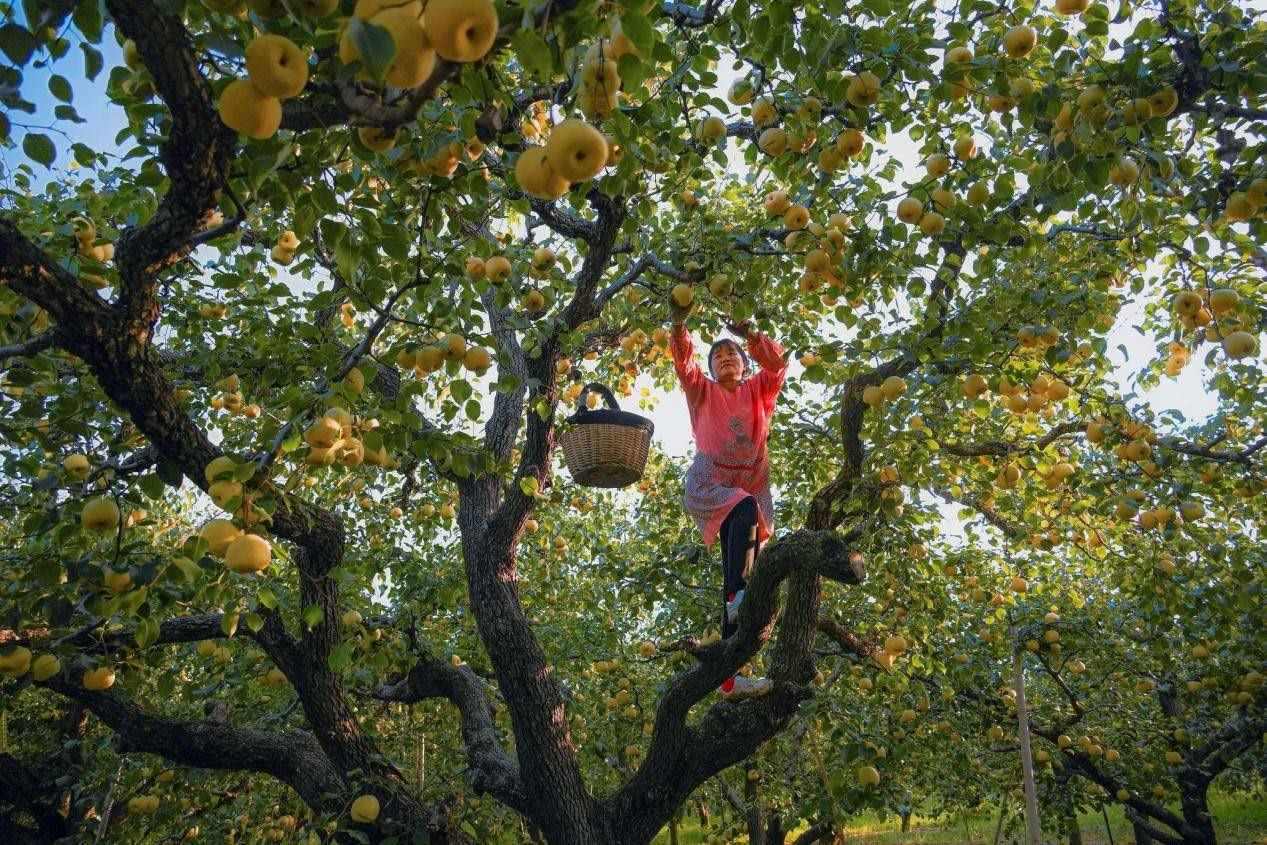 2024年10月4日，安徽省宿州市碭山縣程莊鎮(zhèn)衡樓村百年老梨園里，梨農(nóng)在忙著采摘酥梨。來源:人民圖片