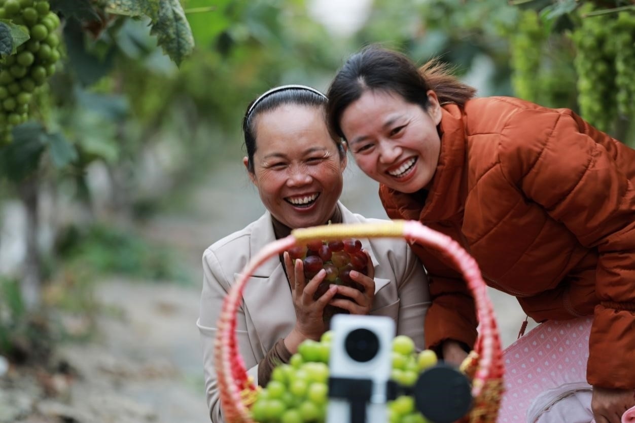 2024年10月6日，果農(nóng)在貴州省黔西市金碧鎮(zhèn)新蘭村葡萄園里進(jìn)行直播銷售。來源：人民圖片