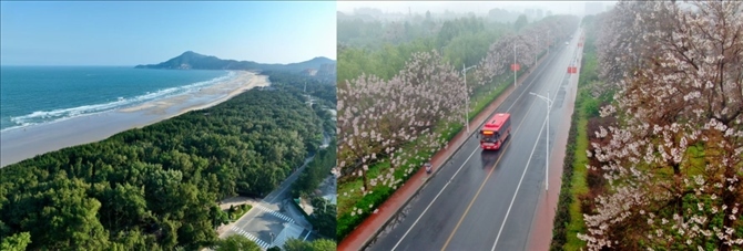 拼版照片：左圖為位于東山縣金鑾灣沿岸的木麻黃防護(hù)林帶（無(wú)人機(jī)照片，新華社記者 姜克紅 攝）；右圖為2021年4月20日在蘭考縣焦裕祿干部學(xué)院附近拍攝的泡桐花（無(wú)人機(jī)照片，新華社記者 郝源 攝）。