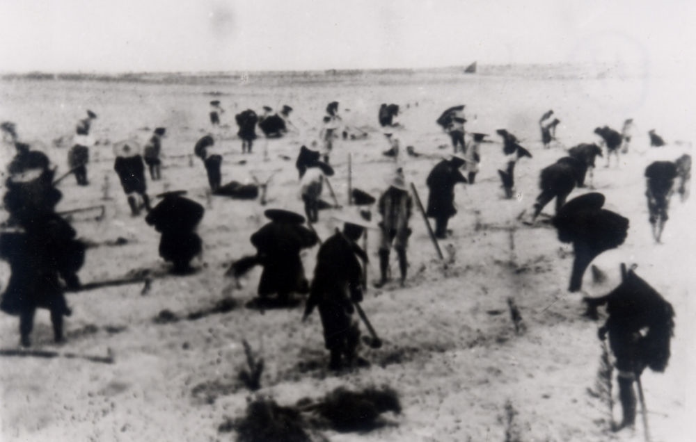 上世紀(jì)東山百姓在沙灘造林（資料照片）。