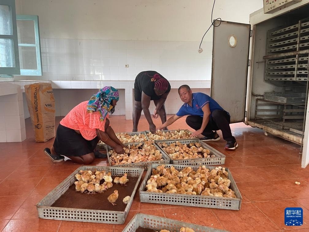 中國(guó)援圣普農(nóng)牧業(yè)技術(shù)項(xiàng)目組專家在圣多美和普林西比家禽繁育中心指導(dǎo)雛雞人工孵化技術(shù)（2024年10月8日攝）。新華社發(fā)（中國(guó)援圣普農(nóng)技組供圖）