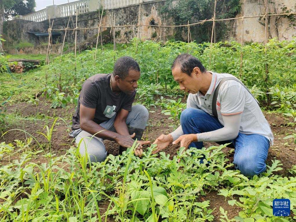 中國(guó)援圣普農(nóng)牧業(yè)技術(shù)項(xiàng)目組專家彭杰（右）在圣多美和普林西比的梅佐希大區(qū)指導(dǎo)蔬菜種植戶改善田間管理技術(shù)（2024年1月25日攝）。新華社發(fā)（中國(guó)援圣普農(nóng)技組供圖）