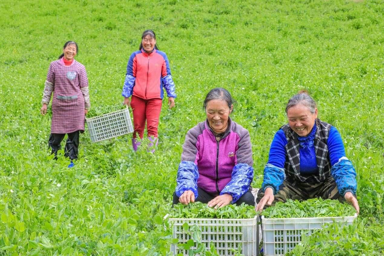 在四川省阿壩藏族羌族自治州馬爾康市馬爾康鎮(zhèn)納足村，當(dāng)季蔬菜喜獲豐收，群眾正在忙著采收、裝箱供應(yīng)市場(chǎng)。來(lái)源：人民圖片