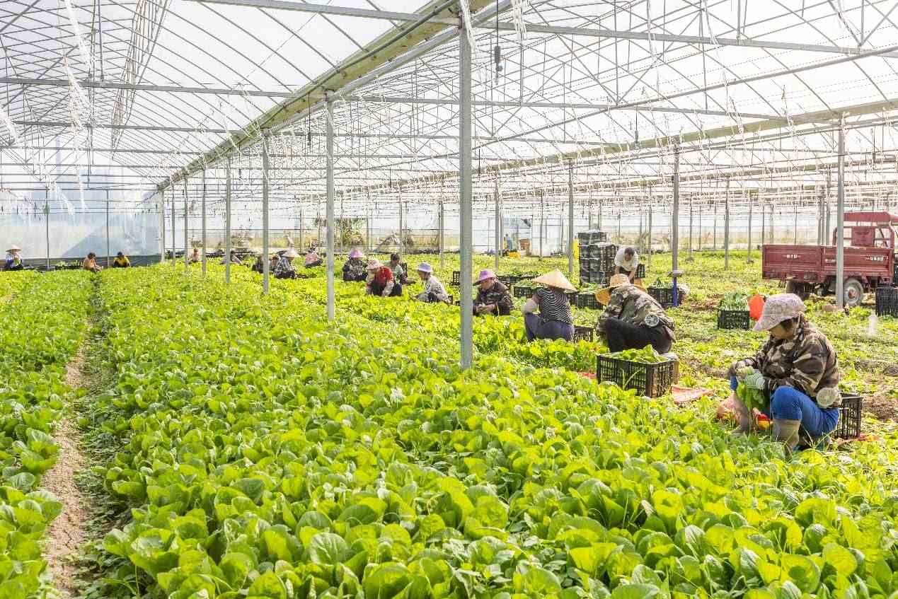 2024年10月8日，在廣西梧州市蒙山縣文圩鎮(zhèn)大明村一個(gè)大棚蔬菜基地內(nèi)，民工在采摘、包裝包心菜，準(zhǔn)備運(yùn)銷(xiāo)外地。來(lái)源：人民圖片