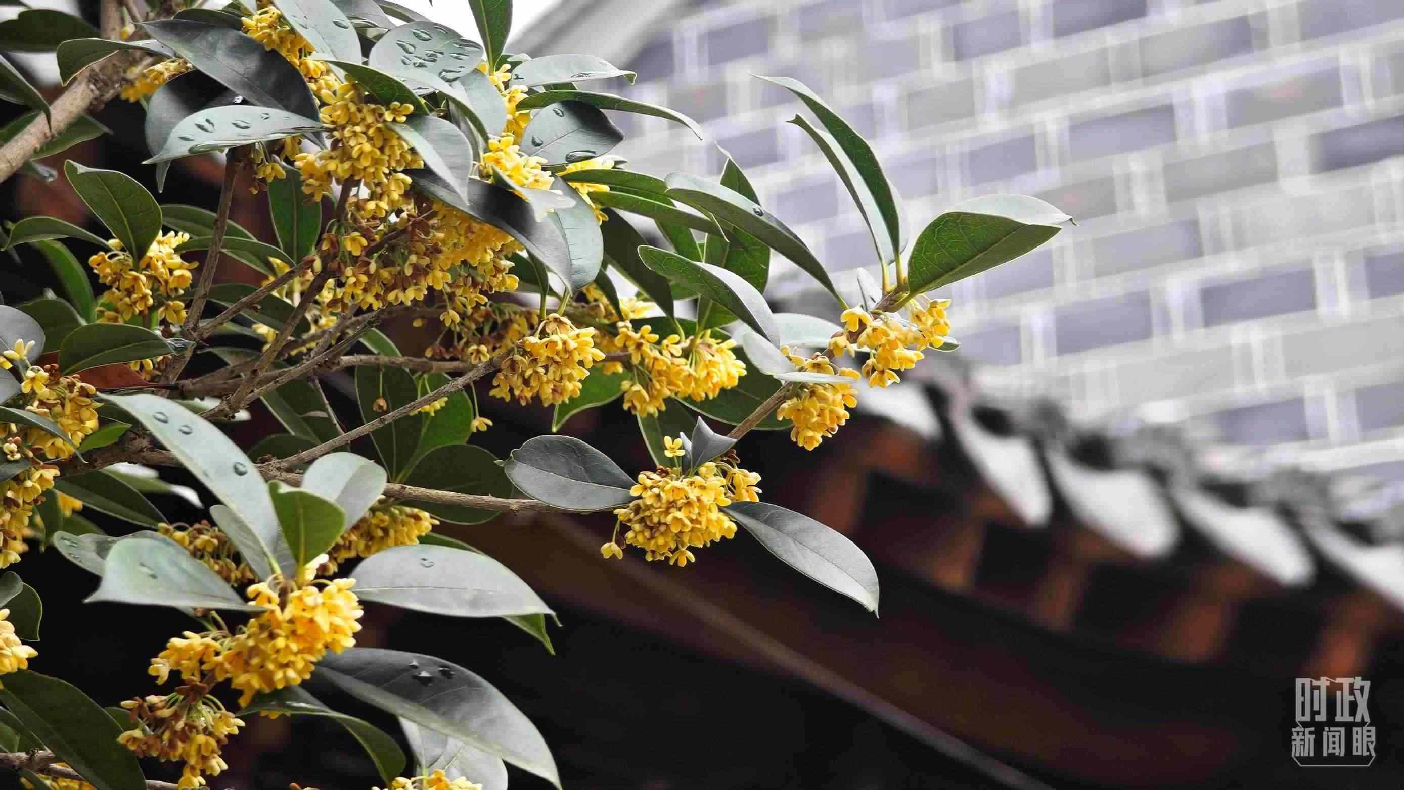 △六尺巷。（總臺(tái)央視記者趙化、彭漢明拍攝）