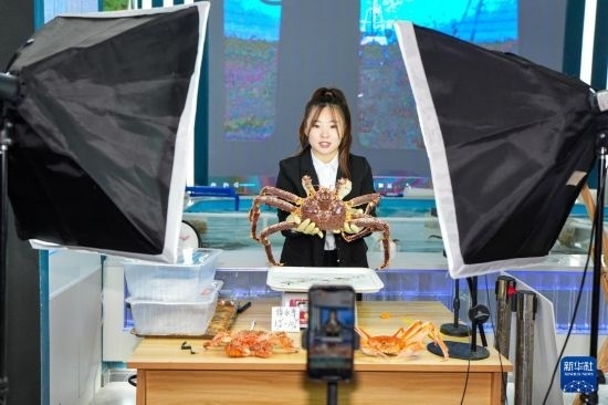9月20日，在吉林省琿春市的帝王蟹保稅店內(nèi)，工作人員進(jìn)行網(wǎng)絡(luò)直播售賣帝王蟹。新華社記者 許暢 攝