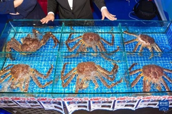 這是9月19日拍攝的吉林省琿春市一商家所售賣的帝王蟹。新華社記者 許暢 攝