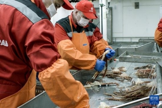 俄羅斯蟹業(yè)集團(tuán)的工作人員在生產(chǎn)線上加工產(chǎn)品（資料照片）。新華社發(fā)（俄羅斯蟹業(yè)集團(tuán)供圖）