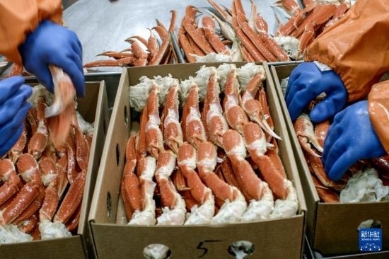 俄羅斯蟹業(yè)集團(tuán)的工作人員在生產(chǎn)線上加工產(chǎn)品（資料照片）。新華社發(fā)（俄羅斯蟹業(yè)集團(tuán)供圖）