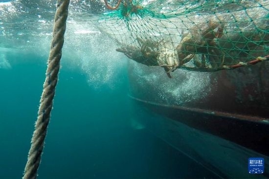 這是俄羅斯蟹業(yè)集團(tuán)的捕撈船進(jìn)行遠(yuǎn)洋捕撈的資料照片。新華社發(fā)（俄羅斯蟹業(yè)集團(tuán)供圖）