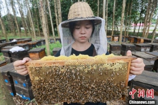 吳素英查看蜂蜜產(chǎn)蜜情況。湯曉逵 攝