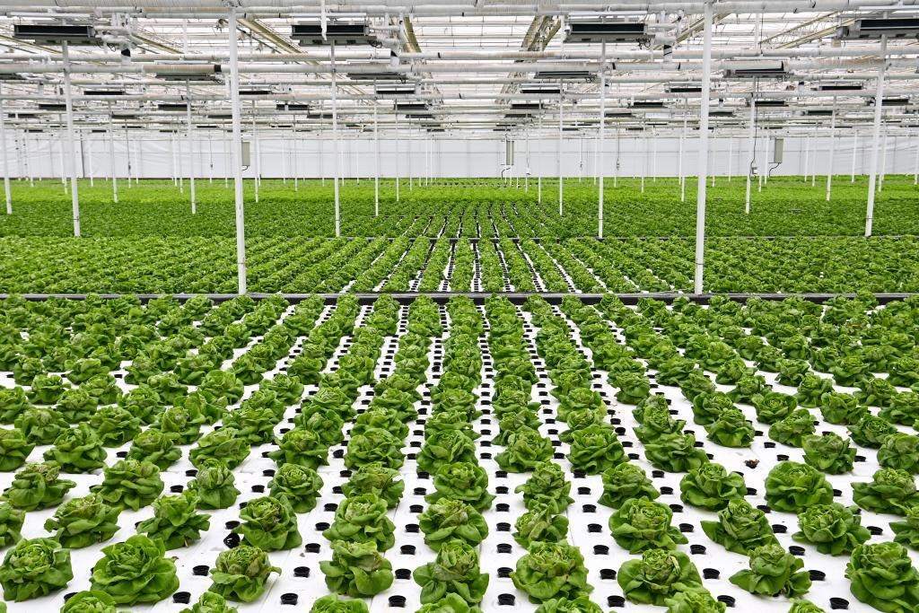 10月26日，楊凌智慧農(nóng)業(yè)示范園智慧溫室內(nèi)通過無(wú)土栽培技術(shù)種植的蔬菜。新華社記者 鄒競(jìng)一 攝
