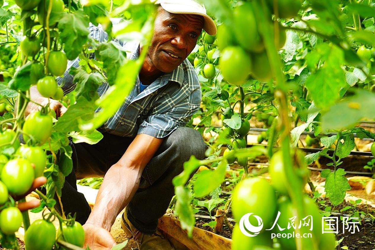 肯尼亞納庫魯郡，當(dāng)?shù)剞r(nóng)民喬納·卡蘭賈家的溫室大棚里，番茄長勢喜人。人民網(wǎng)記者 黃煒鑫攝