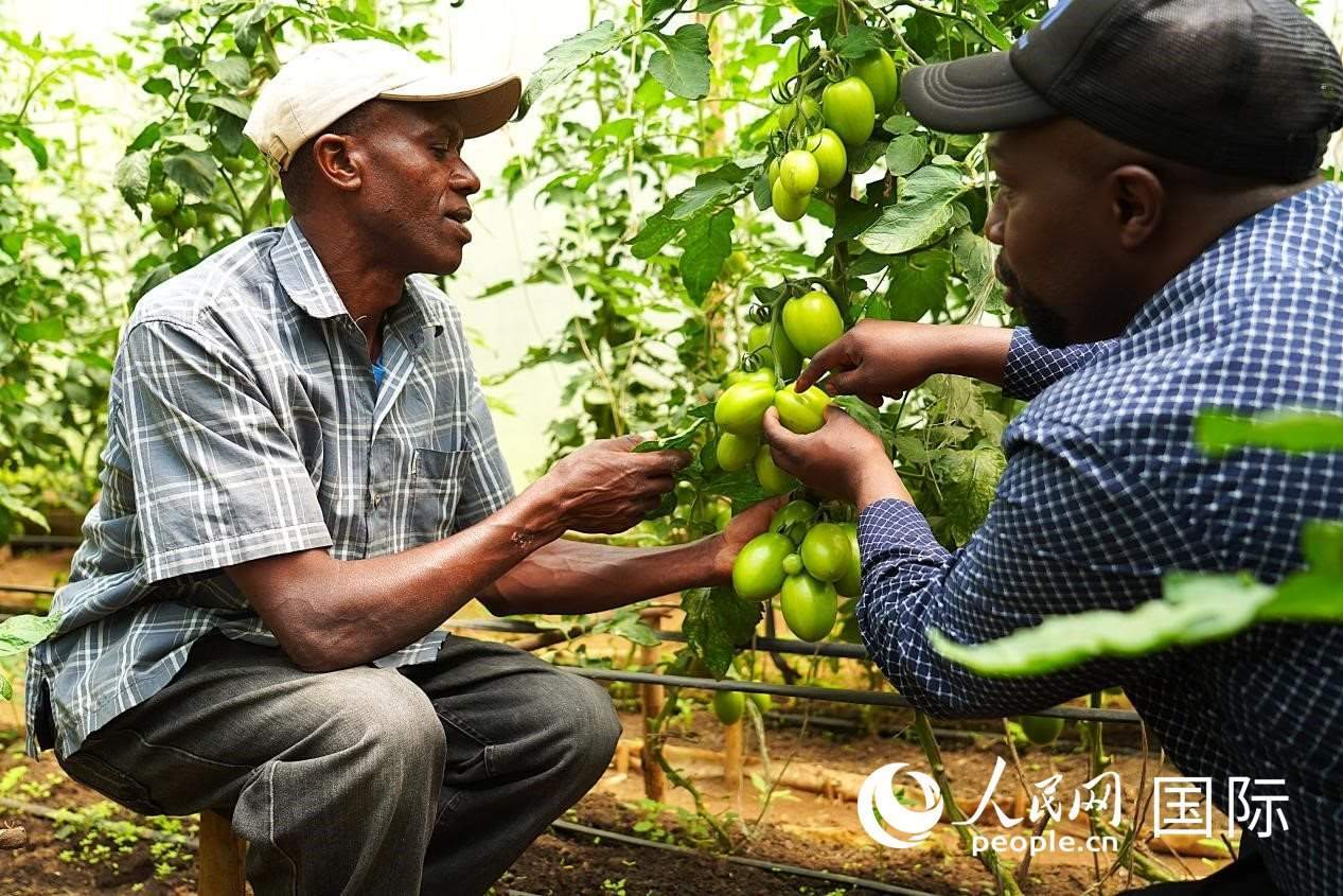 肯尼亞納庫魯郡，埃格頓大學(xué)園藝學(xué)專家史蒂芬·吉藤古在溫室大棚里指導(dǎo)當(dāng)?shù)剞r(nóng)民喬納·卡蘭賈種植番茄。人民網(wǎng)記者 黃煒鑫攝