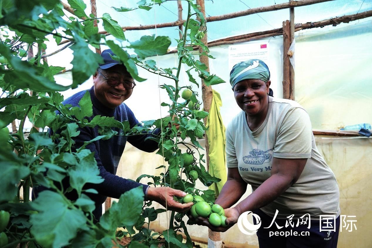肯尼亞納庫魯郡，南京農(nóng)業(yè)大學(xué)援非專家劉高瓊和當(dāng)?shù)剞r(nóng)民瑪麗·姆旺吉在溫室大棚里查看番茄種植情況。人民網(wǎng)記者 黃煒鑫攝