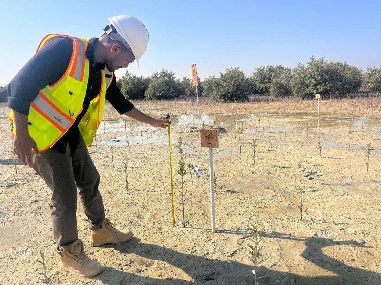 工作人員在監(jiān)測紅樹苗生長情況。中國土木供圖