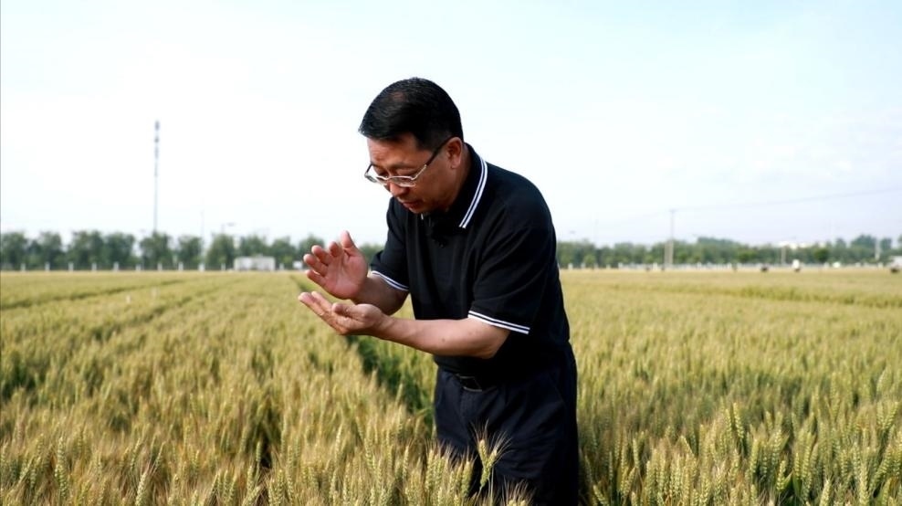 張福鎖在曲周查看小麥長(zhǎng)勢(shì)。受訪者供圖