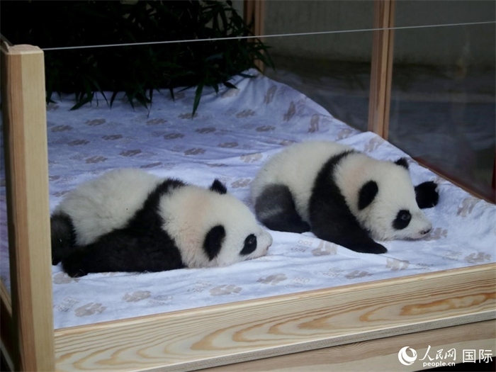 柏林動物園的明星“夢好”與“夢甜”。人民網(wǎng) 肖晶攝