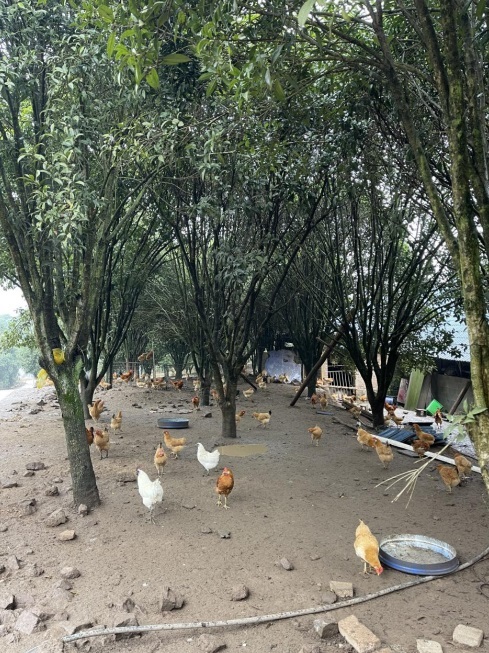 桂花林里的桂飛雞。劉軍國攝