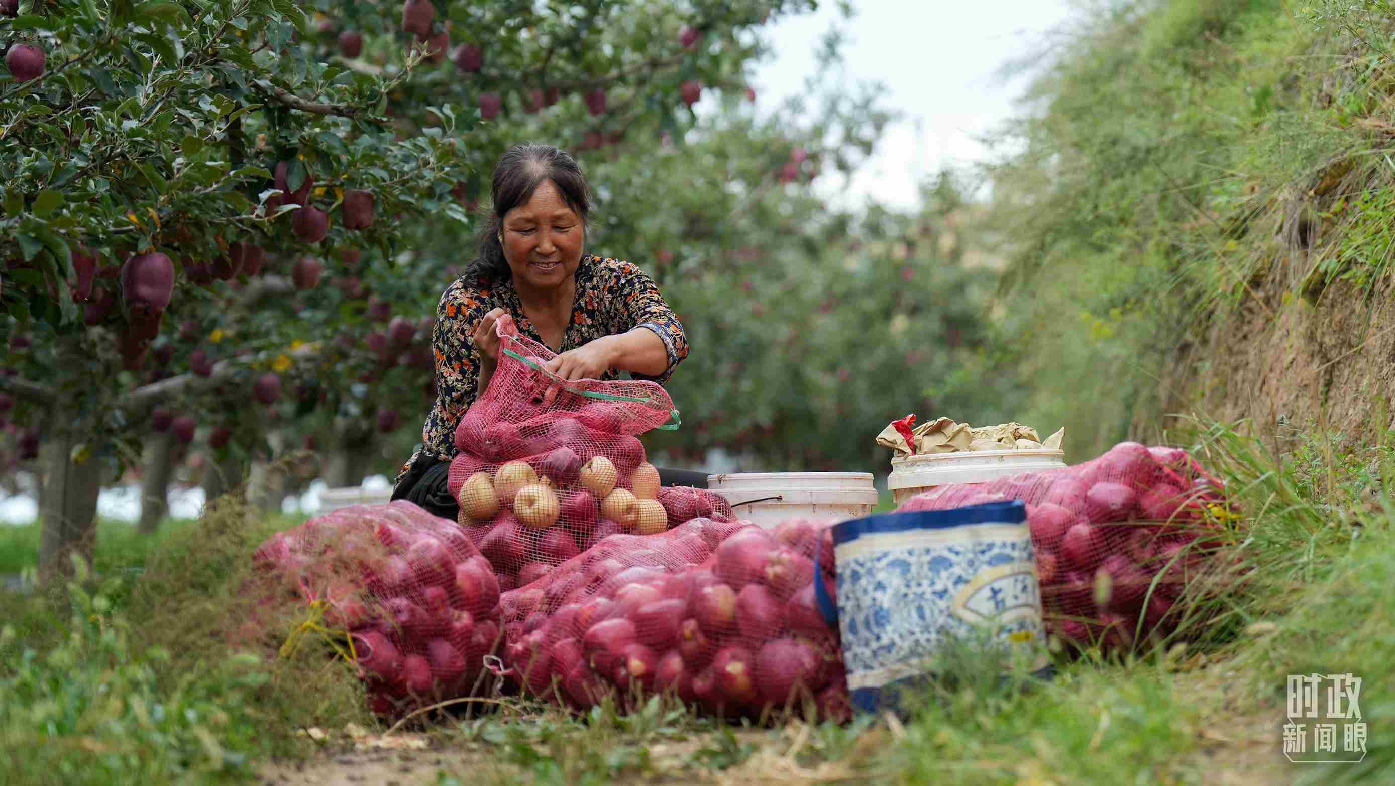 △甘肅天水的花牛蘋果已經(jīng)成為當(dāng)?shù)厝罕姷摹吧鷳B(tài)果”“致富果”。（總臺記者李晉拍攝）