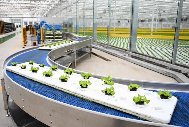 2024年12月12日在內(nèi)蒙古鄂爾多斯市達(dá)拉特旗內(nèi)蒙古現(xiàn)代數(shù)字農(nóng)業(yè)科技產(chǎn)業(yè)園拍攝的生菜苗。 新華社記者 貝赫 攝