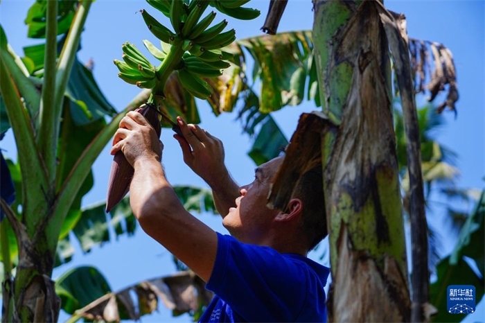12月23日，中國熱帶農(nóng)業(yè)科學(xué)院專家趙增賢在斯里蘭卡馬坎杜拉為當(dāng)?shù)剞r(nóng)戶做技術(shù)示范。新華社記者 陳冬書 攝