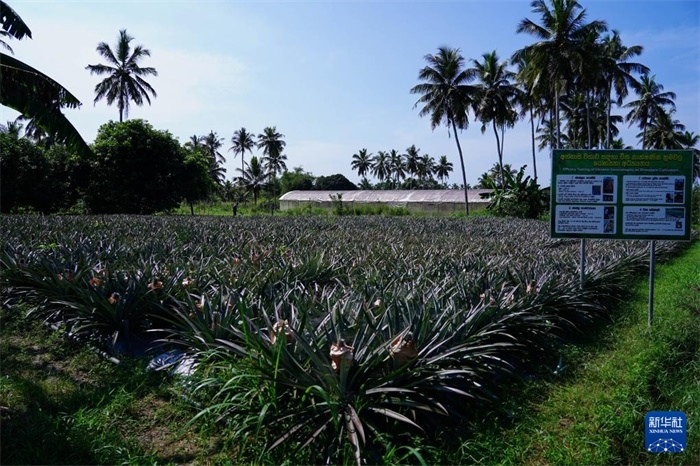 這是12月23日在斯里蘭卡馬坎杜拉拍攝的中國技術(shù)試驗(yàn)田菠蘿田。新華社記者 陳冬書 攝
