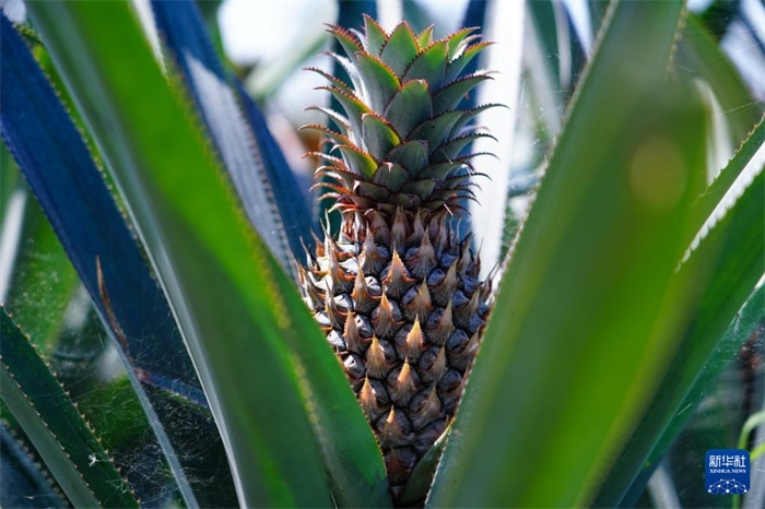 這是12月23日在斯里蘭卡馬坎杜拉拍攝的中國技術(shù)試驗(yàn)田里的菠蘿。新華社記者 陳冬書 攝
