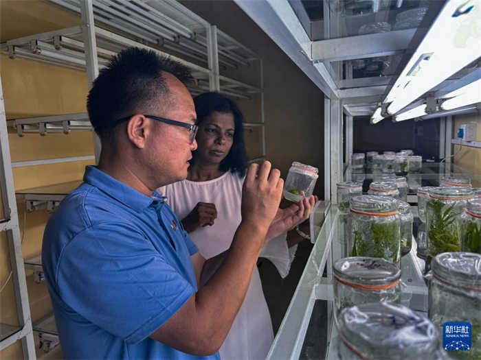 12月23日，在斯里蘭卡馬坎杜拉，中國專家與斯里蘭卡馬坎杜拉可持續(xù)農(nóng)業(yè)與發(fā)展研究中心主任達(dá)莎妮·賈亞曼納交流。新華社發(fā)（中國、聯(lián)合國糧農(nóng)組織與斯里蘭卡南南合作項(xiàng)目專家組供圖）