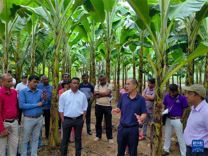 10月10日，在斯里蘭卡霍勒訥的一處香蕉示范基地，中國、聯(lián)合國糧農(nóng)組織與斯里蘭卡南南合作項(xiàng)目中國專家組組長(zhǎng)孫德權(quán)為當(dāng)?shù)剞r(nóng)民進(jìn)行技術(shù)培訓(xùn)。新華社發(fā)（中國、聯(lián)合國糧農(nóng)組織與斯里蘭卡南南合作項(xiàng)目專家組供圖）