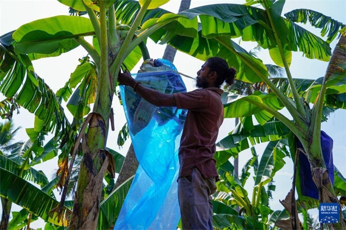 12月23日，在斯里蘭卡馬坎杜拉，農(nóng)民在香蕉試驗(yàn)田里學(xué)習(xí)套袋技術(shù)。新華社記者 陳冬書 攝