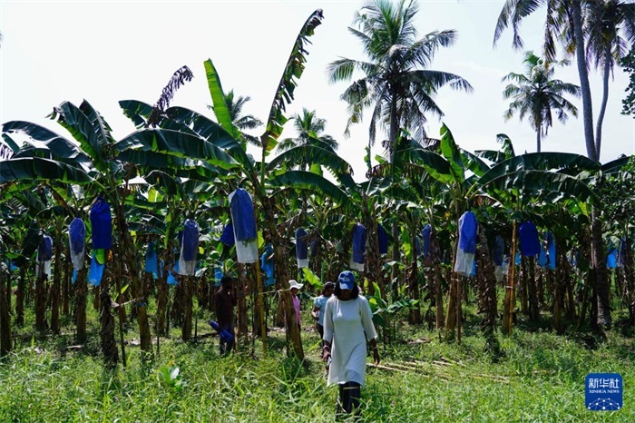 12月23日，在斯里蘭卡馬坎杜拉，農(nóng)民走過中國技術(shù)試驗(yàn)田香蕉田。新華社記者 陳冬書 攝