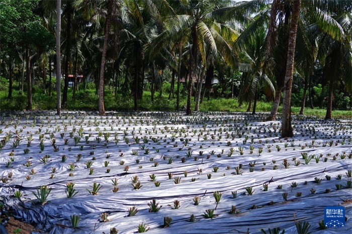 這是12月23日在斯里蘭卡馬坎杜拉拍攝的農(nóng)民里尚·普爾納的菠蘿田。新華社記者 陳冬書 攝