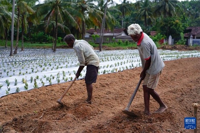 12月23日，斯里蘭卡馬坎杜拉的農(nóng)民在菠蘿田地里勞作。新華社記者 陳冬書 攝