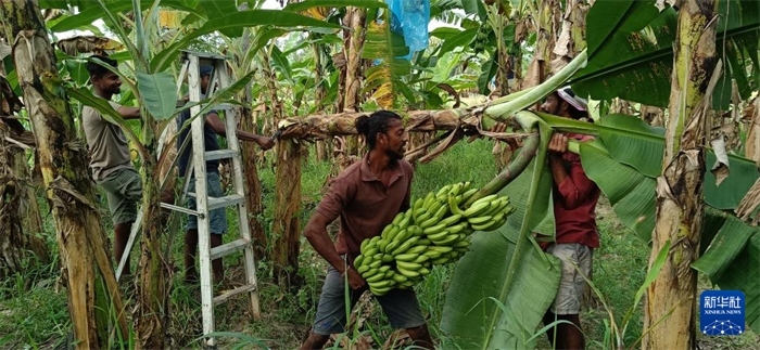 12月28日，在斯里蘭卡馬坎杜拉，當(dāng)?shù)剞r(nóng)民收獲香蕉。新華社發(fā)（中國、聯(lián)合國糧農(nóng)組織與斯里蘭卡南南合作項(xiàng)目專家組供圖）