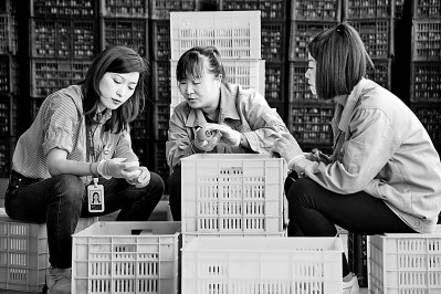 為拓展柿子產(chǎn)業(yè)發(fā)展新途徑，在陜西富平淡村鎮(zhèn)，歸國留學(xué)生王薇參與創(chuàng)建了一座柿酒酒莊。新華社發(fā)