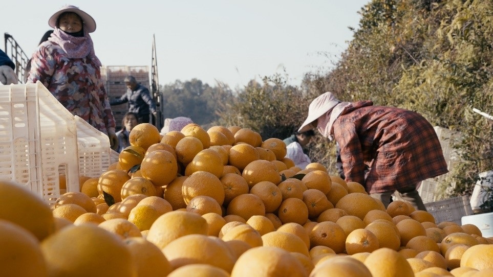 贛南臍橙喜獲豐收。人民網(wǎng)記者 張力洋攝