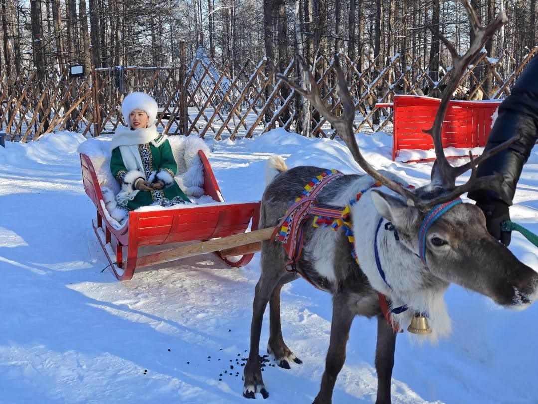 游客體驗馴鹿拉雪橇。人民網(wǎng)記者 苗陽攝