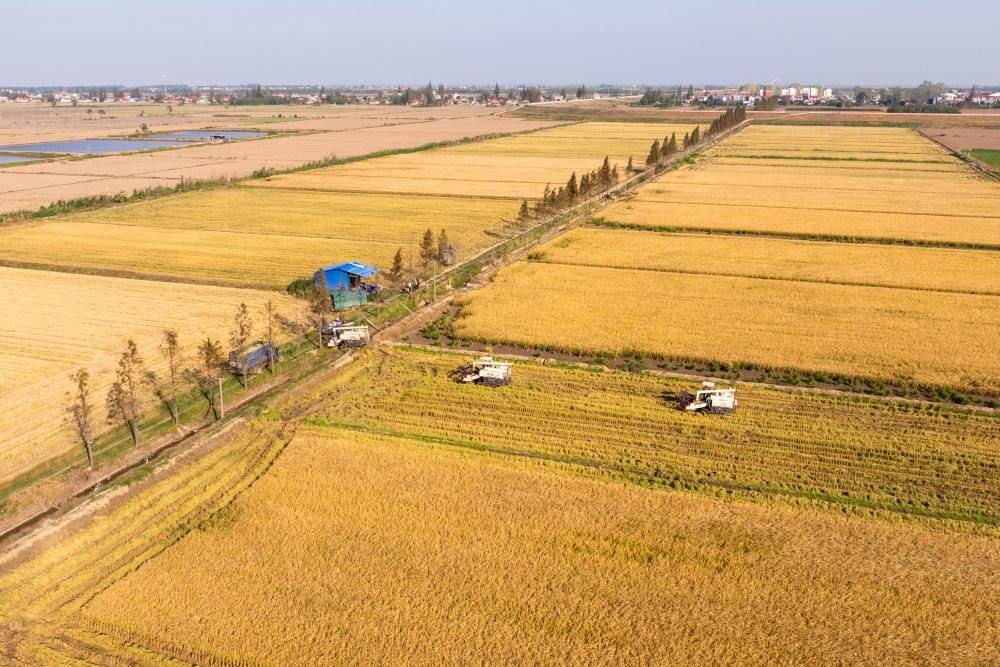 2024年11月1日，在湖南華容縣團(tuán)洲垸，村民駕駛收割機(jī)收獲水稻（無(wú)人機(jī)照片）。新華社記者陳思汗 攝