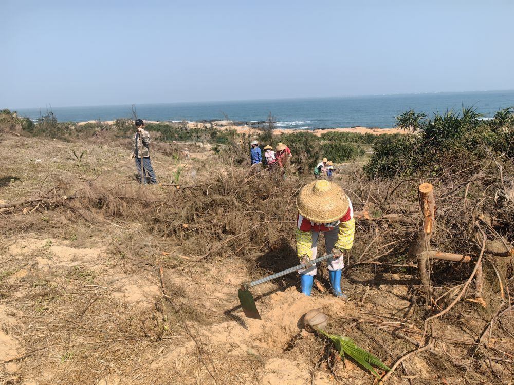 2025年1月19日，在海南文昌市，工人正在修復(fù)海岸防風(fēng)林。新華社記者吳茂輝 攝