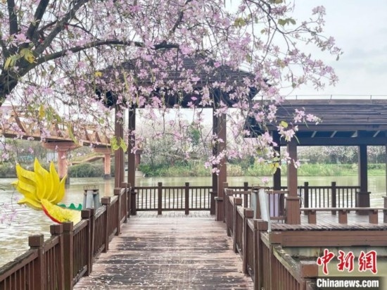 3月7日，廣州海珠國家濕地公園宮粉紫荊花海吸引游人。中新社記者 許青青 攝