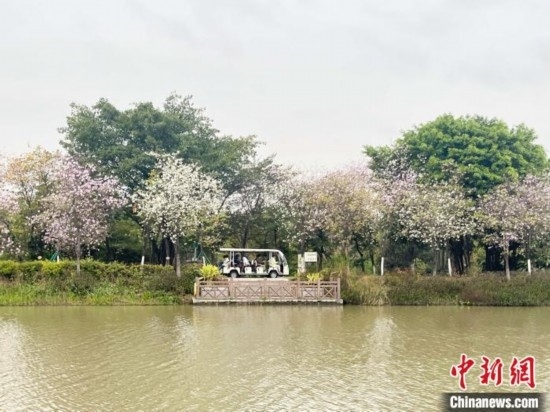 3月7日，廣州海珠國家濕地公園宮粉紫荊花海吸引游人。中新社記者 許青青 攝