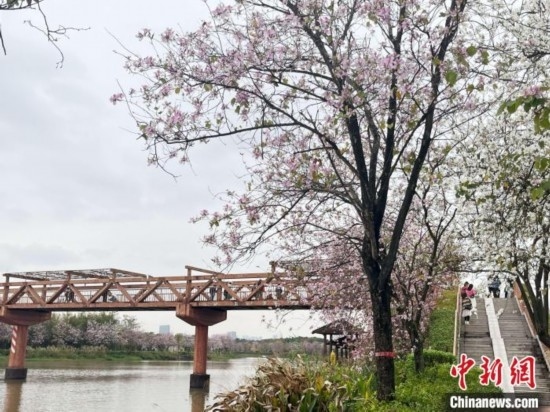 3月7日，廣州海珠國家濕地公園宮粉紫荊花海吸引游人。中新社記者 許青青 攝