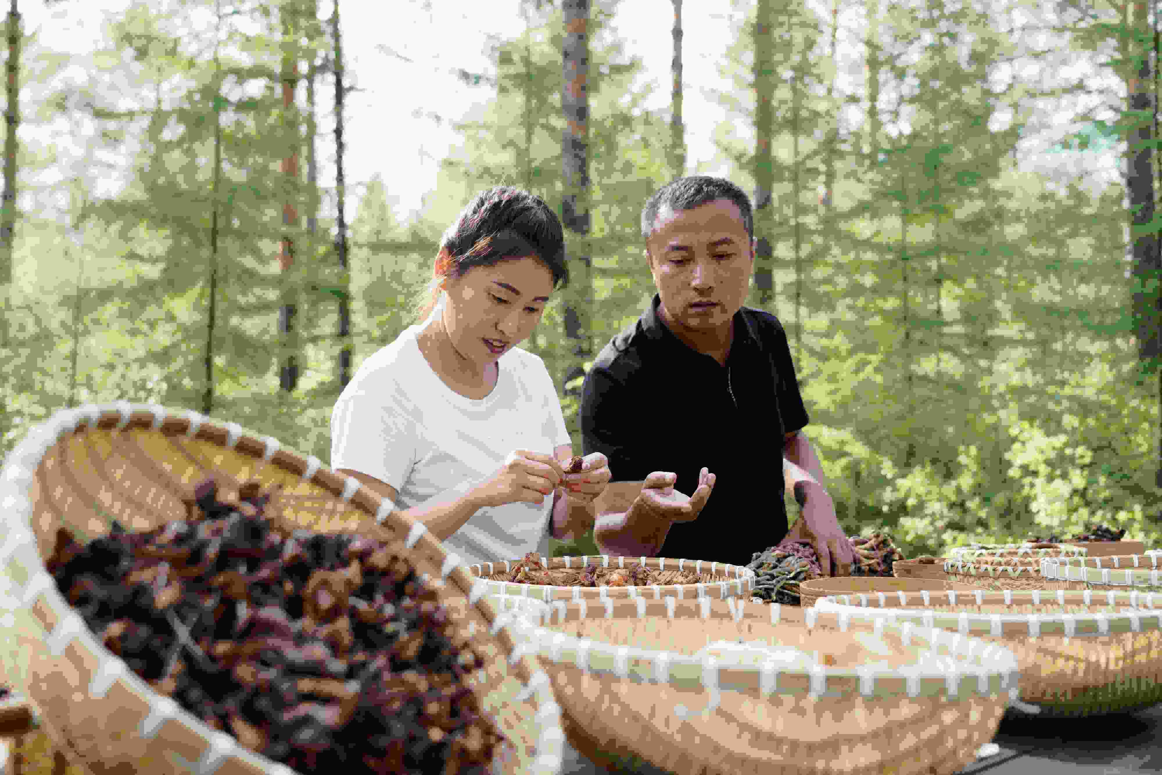 2024年8月6日，黑龍江漠河林場員工正在分揀采集來的林下產(chǎn)品。