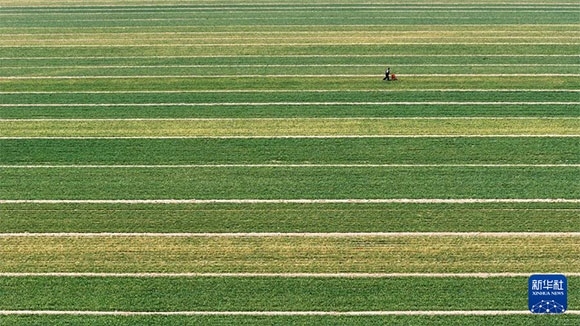 3月14日，在菏澤市鄆城縣潘渡鎮(zhèn)，農(nóng)民在麥田里施肥（無(wú)人機(jī)照片）。