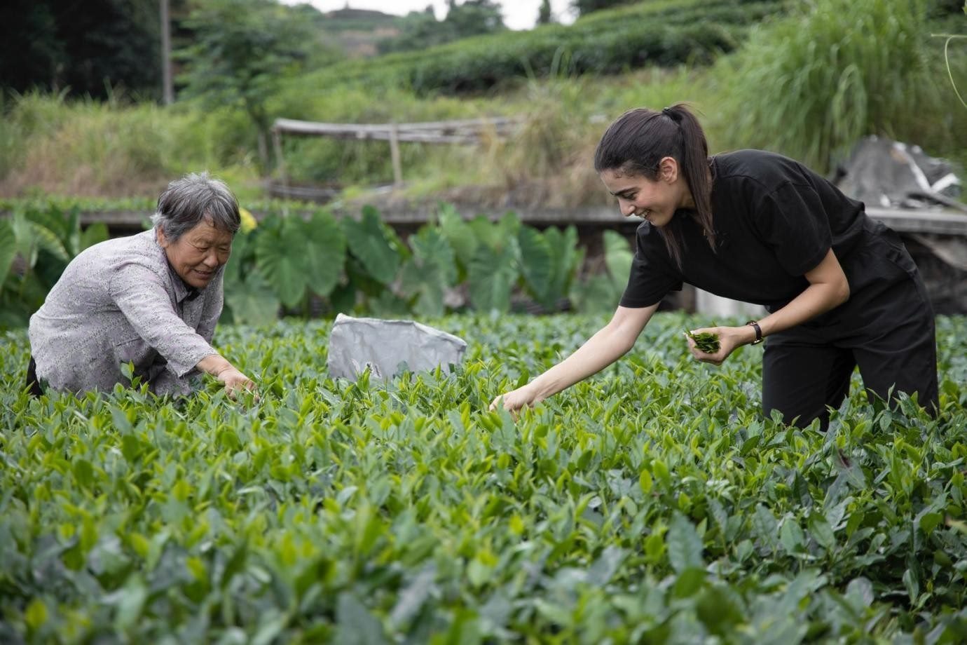 卡友琪在福建采茶。受訪者供圖